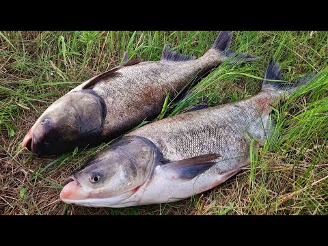 Видео: ТОЛСТОЛОБ ДНЕМ и НОЧЬЮ! ловля толстолобика на технопланктон, рыбалка на толстолоба!
