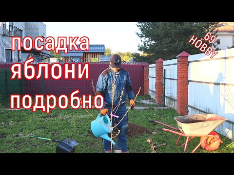 Видео: Посадка яблони весной! Подробно для новичков!