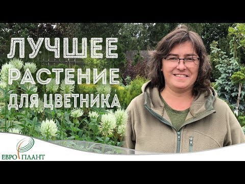 Видео: Что посадить в цветник? Необычный выбор