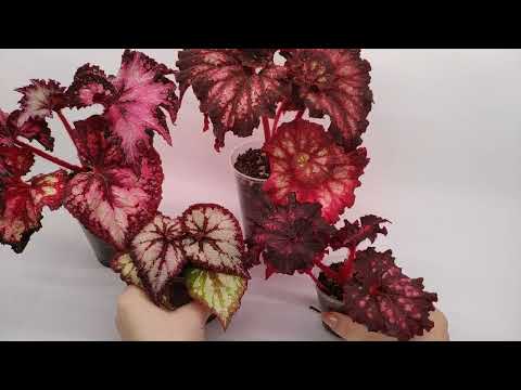 Видео: Бегонии LeRex. Часть 2