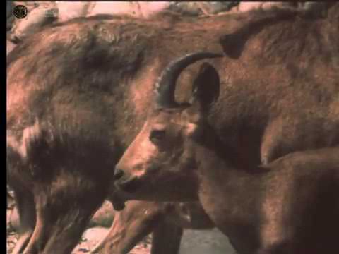 Видео: Ясеневая роща, Чарын, 1991 год