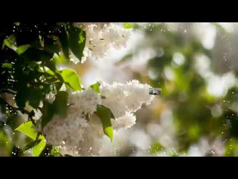 Видео: Випускний 2017 11Б клас  Хорольська гімназія - "Белая сирень"