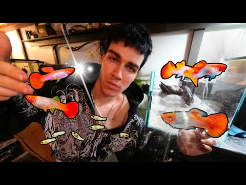 Видео: Великолепный акваскейп с речной галькой для редких гуппи + грандиозное представление новых рыб! 🎉🌊
