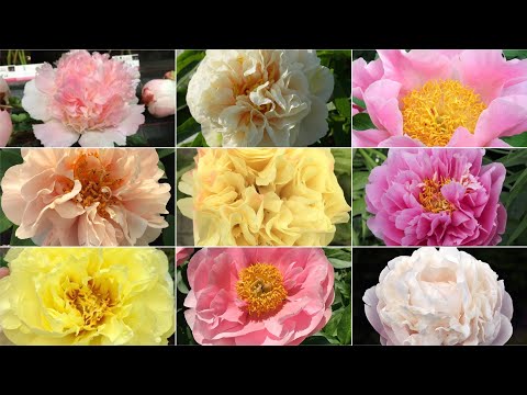 Видео: Пионы от pion_volgograd. Осень 2024+деление корней/Peony from pion_volgograd. Autumn 2024