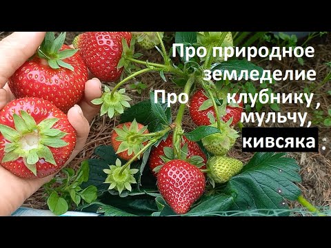 Видео: Про природное земледелие и сорта клубники.