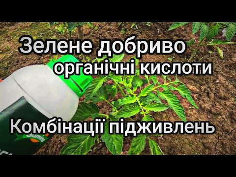 Видео: Важливі підживлення помідорів в червні