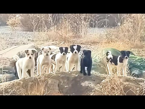 Видео: Сострадательный человек спас семи замораживающих щенков.