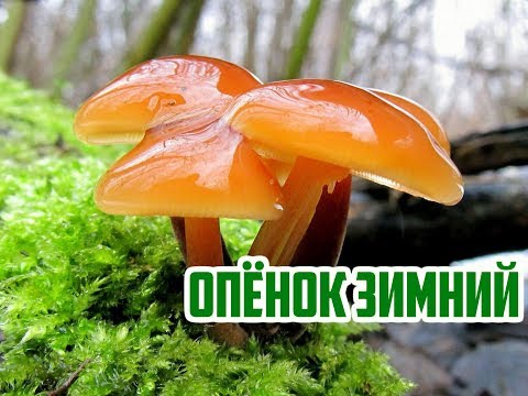 Видео: Где искать грибы зимой / Опенок зимний / Flammulina velutipes