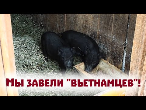 Видео: Мы решились завести вьетнамских поросят!