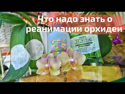 Видео: Что же надо знать, чтобы нарастить корни орхидее. Маленькие секретики и тонкости. Шаги в реанимации.