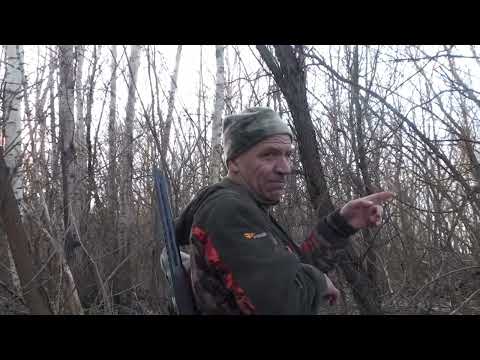 Видео: Охота на куницу. Мастерство-это когда лайка  удивляет.