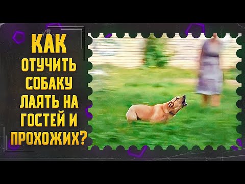 Видео: Как отучить собаку лаять на гостей и прохожих на улице (Эмма)