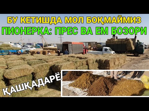 Видео: МОЛ БОҚМАЙМИЗМИ ЕНДИ? ПИОНЕРКАДА ПРЕС ВА ЕМ НАРХЛАРИ. 18-ОКТАБР ҚАШҚАДАРЁ ҚАМАШИ. 2025-ЙИЛ.