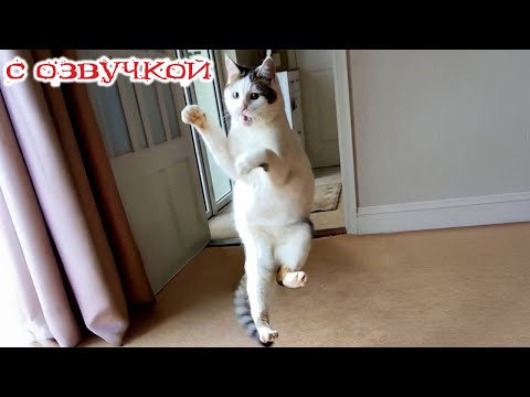 Видео: Приколы с котами! С ОЗВУЧКОЙ! - Смешное видео про котов! САМЫЕ смешные животные!