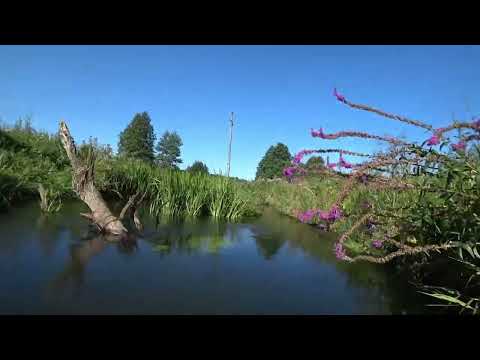 Видео: Сула 2024