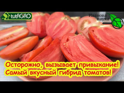 Видео: ТОП-3 вкусных и беспроблемных ГИБРИДА томатов, которые вкуснее СТАРЫХ СОРТОВ! Наслаждение вкусом!