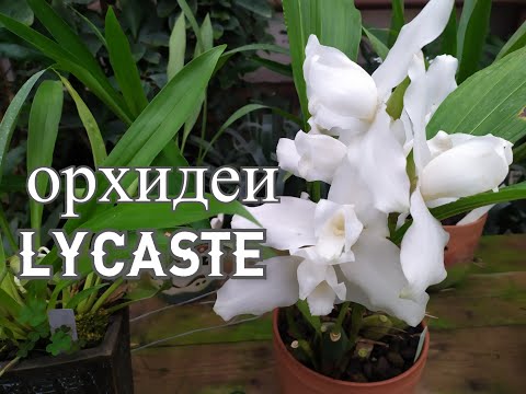 Видео: Орхидеи Lycaste.