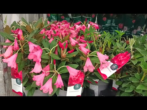 Видео: 🌺🌿ЛЕРУА МЕРЛЕН🪴ЦВЕТОЧКИ💚май 2024