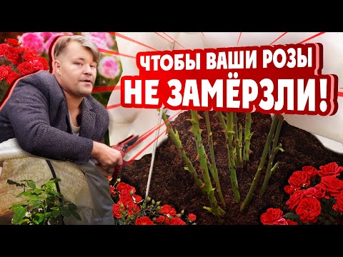 Видео: ПОДГОТОВКА РОЗ К ЗИМЕ!