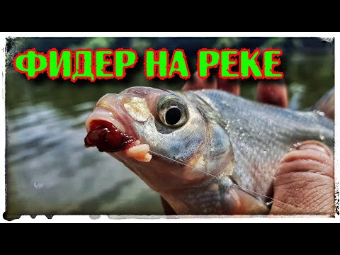 Видео: Фидер на реке. Тобол. Лещ и многое другое.