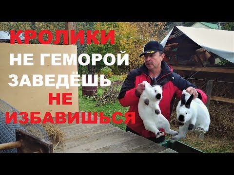 Видео: Разведение КРОЛИКОВ с чего начать % ЛИЧНЫЙ ОПЫТ