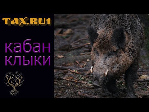 Видео: кабан клыки