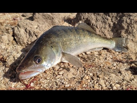 Видео: Судак і окунь на силіконові приманки осіння рибалка на спінінг