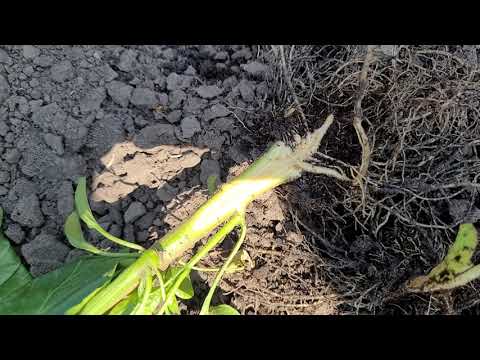 Видео: Увядание перца началось. Борьба...