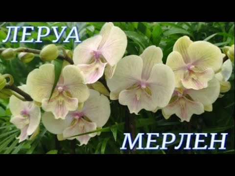 Видео: №648/ КРАСИВЫЕ орхидеи в ЛЕРУА МЕРЛЕН на Покрышкина