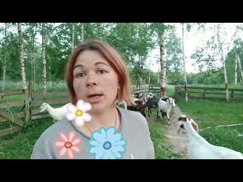 Видео: Творог из козьего молока🤗Как его варю я🤗