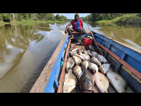 Видео: Это просто БЕЗУМИЕ!! Целый улов ОГРОМНОЙ рыбы баррамунди без остановки.