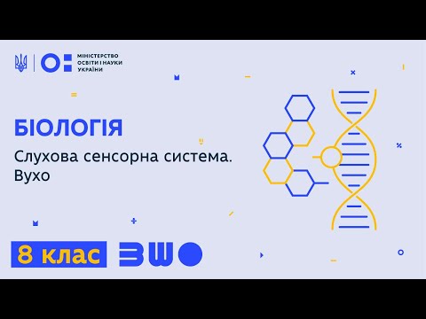 Видео: 8 клас. Біологія. Слухова сенсорна система. Вухо