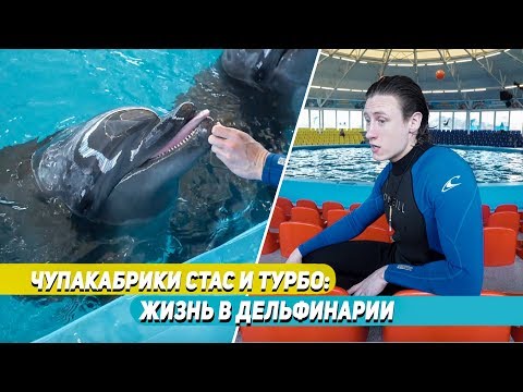 Видео: Чупакабрики Стас и Турбо: жизнь в дельфинарии
