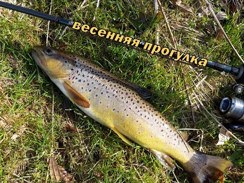 Видео: Ловля ручьевой форели * Прогулка по весенней речке * Jõekapüük