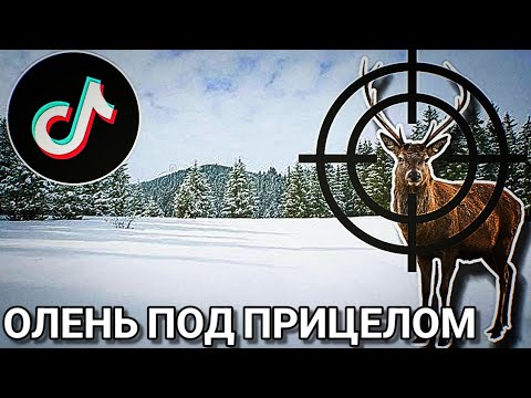 Видео: Олень под прицелом: Новый тренд или опасная забава?