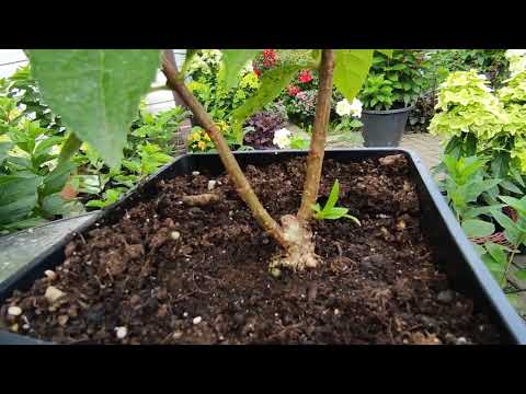 Видео: У гортензии из каждой пазухи листа растет новый побег 🌿Что делать и как обрезать в следующем году ⁉️