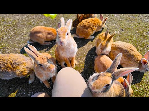 Видео: Отправляйтесь в одиночку на самый известный остров Кроликов в Японии!