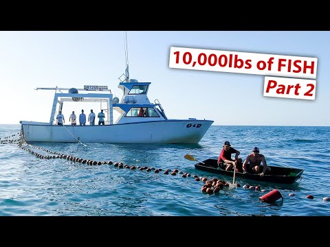 Видео: Мир коммерческого рыболовства, о существовании которого мало кто знает | Часть 2