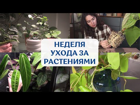 Видео: Еженедельный УХОД | составляю ГРУНТ, пересаживаю, ПОЛИВАЮ и черенкую РАСТЕНИЯ | большой ВЛОГ