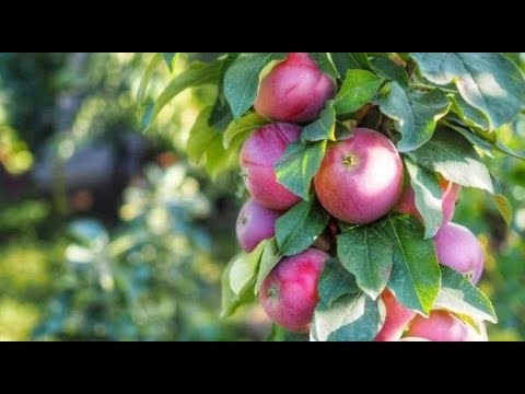 Видео: Что нужно знать о колоновидной яблоне + обрезка