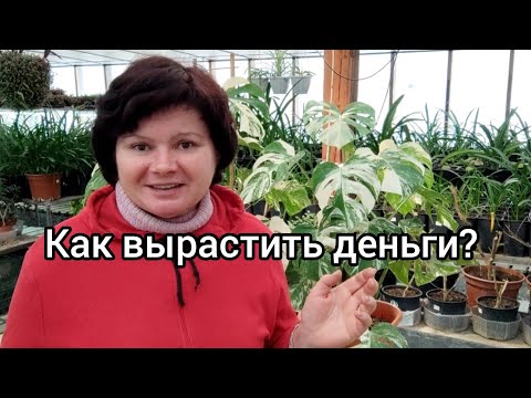 Видео: Сложен ли бизнес на растениях. Перспективы для каждого.