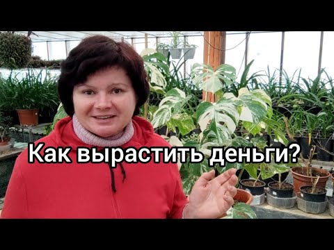 Видео: Сложен ли бизнес на растениях. Перспективы для каждого.