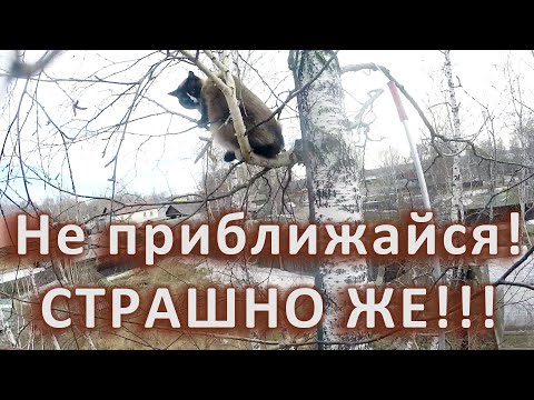 Видео: Почо испугался