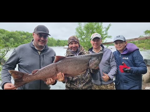 Видео: Камчатка 2023. Чавыча (королевский лосось). Часть 2.