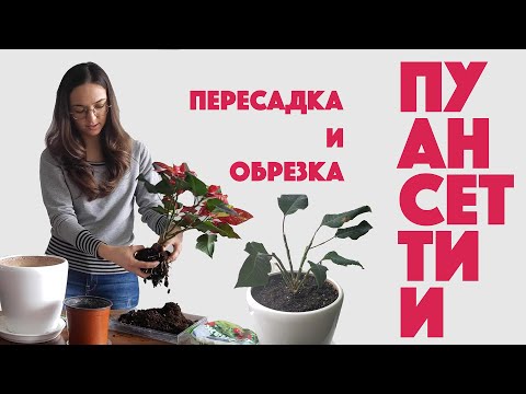 Видео: Пересадка и обрезка пуансеттии