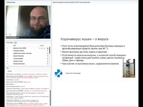 Видео: Коронавирус кошек. Владислав Скороходов. 14 06 2019