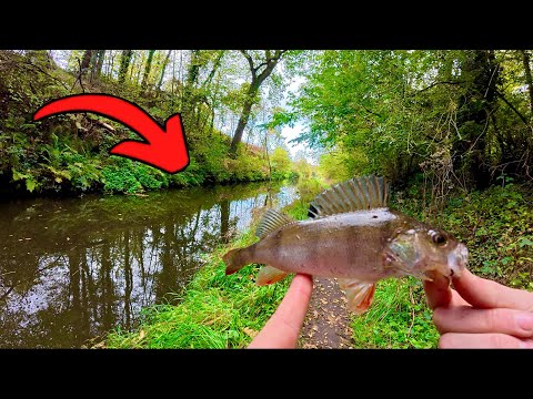 Видео: Ловля окуня на микроблесны!