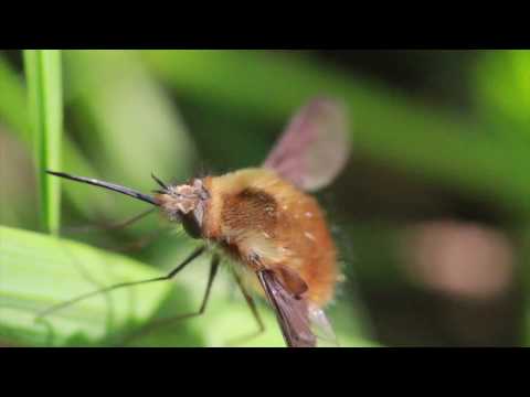 Видео: Макро фотография # 3