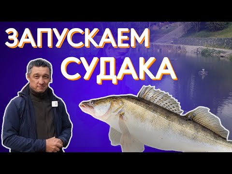 Видео: Как запустить судака в пруд?  Запускаем для борьбы с карпом. Поможет или нет?