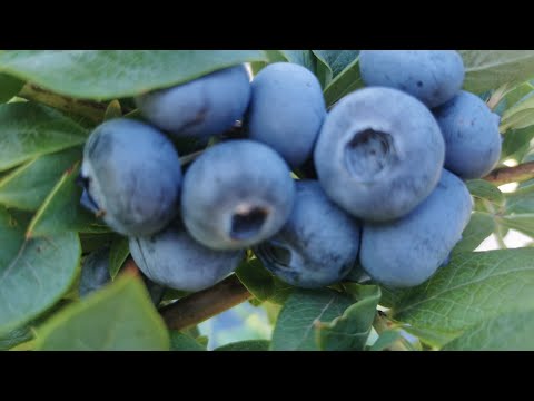 Видео: супер -сорт голубики БОНУС